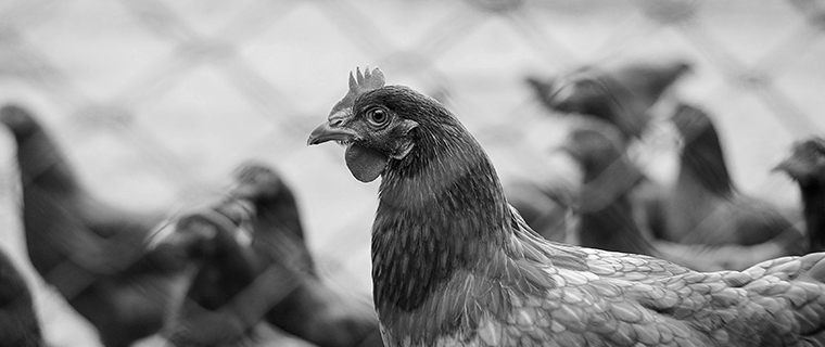 Broiler Chicken Growers