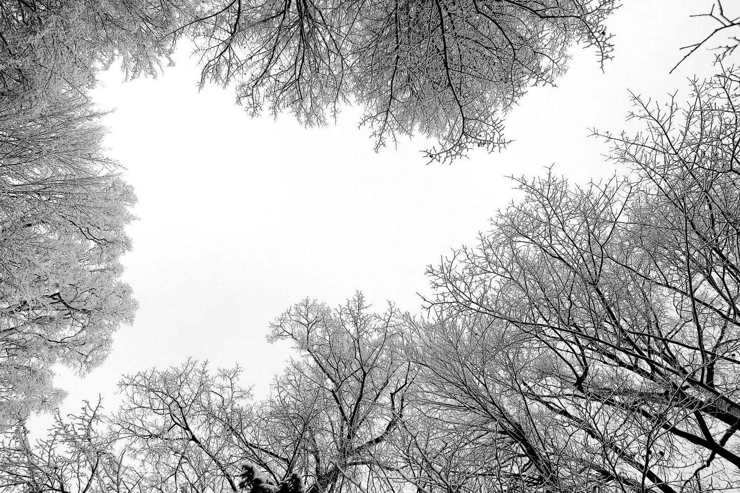 2024 Year in Review: Climate Impact